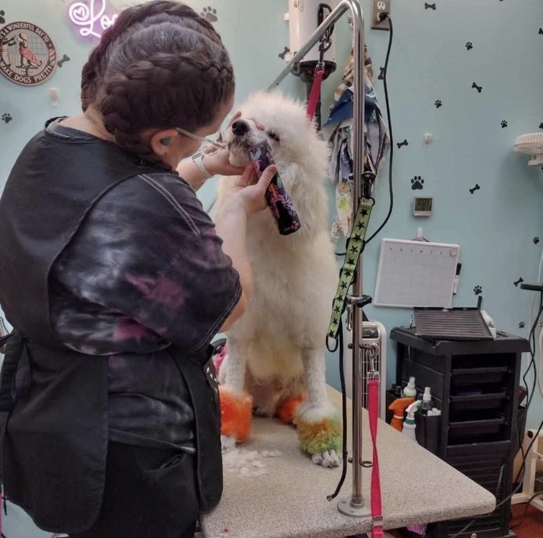 Our groomer giving a poodle a full groom at Bone-a-Fido Bakery