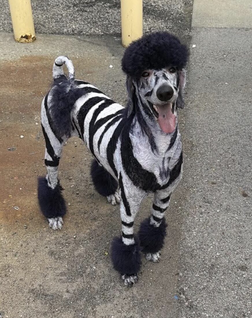 A poodle with a creative zebra-stripe groom by Bone-a-Fido Bakery
